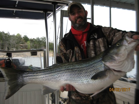 Nice Striped Bass